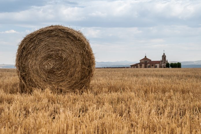 Cultivo de Cebada Collado de Contreras Ávila