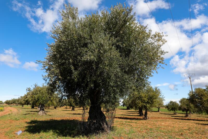 Cooperativas Agro-alimentarias de España exige la aplicación del IVA reducido al 5% al hueso de aceituna