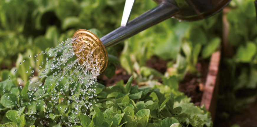 Agricultura sostenible: ¿cómo podemos alimentar al mundo sin destruirlo?