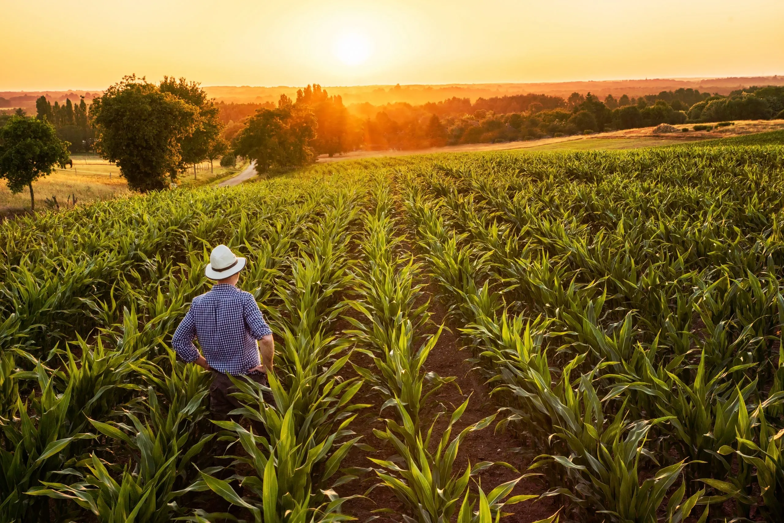 Qué papel juegan los gobiernos en la agricultura sostenible