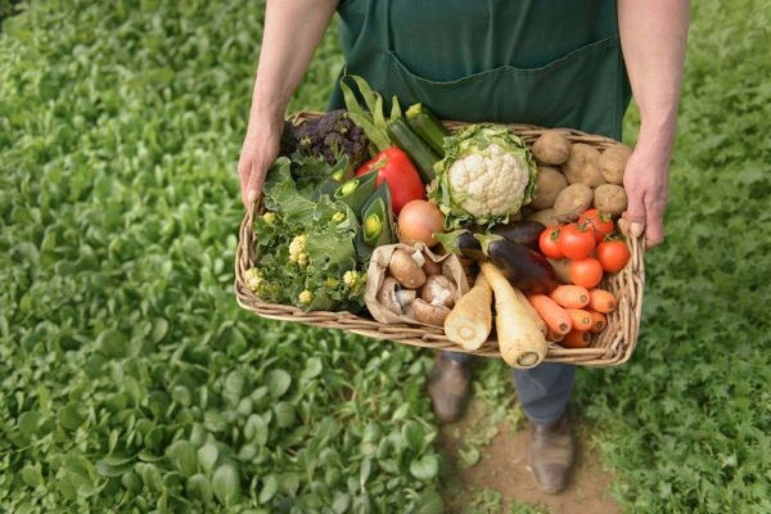 Qué desafíos enfrenta la agricultura sostenible