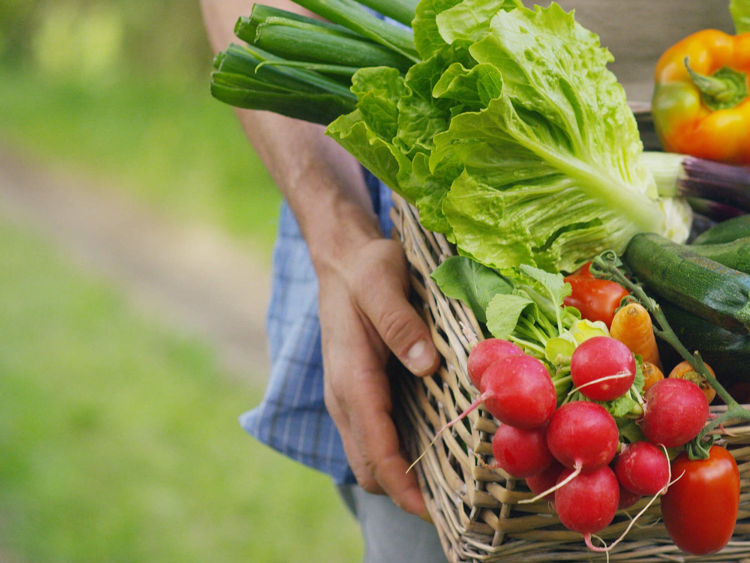 Cómo podemos implementar la agricultura sostenible