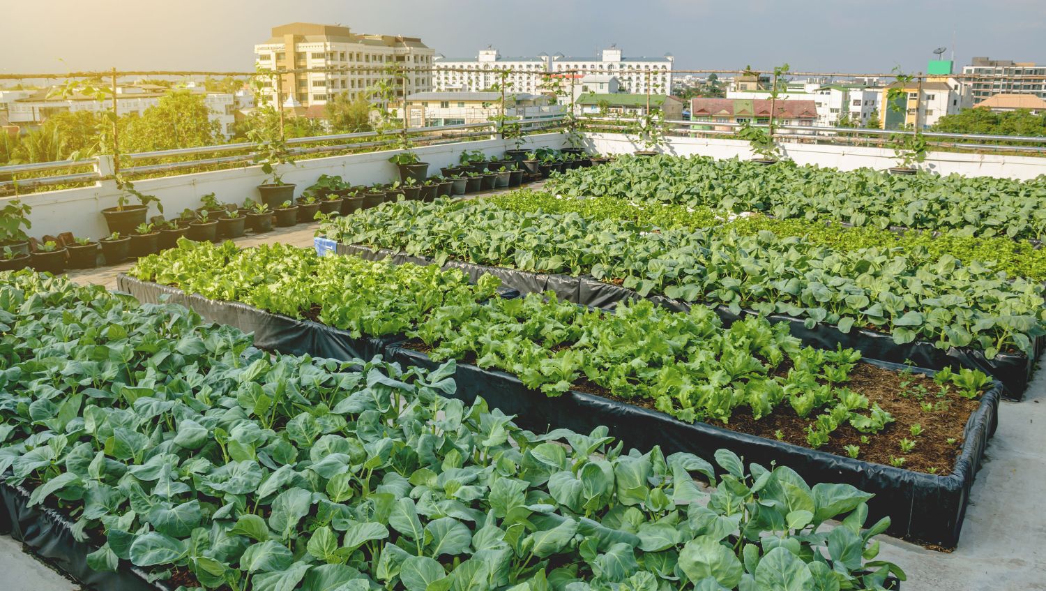 Huertos urbanos: una alternativa para cultivar en la ciudad