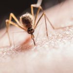 El aparato contra los mosquitos cómodo y eficaz de Lidl