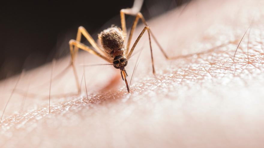 El aparato contra los mosquitos cómodo y eficaz de Lidl