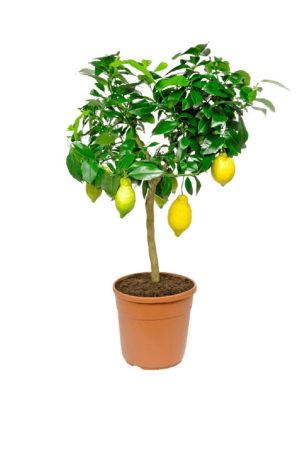 Limonero