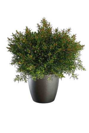 Flor de cera