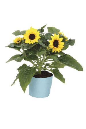 Girasol