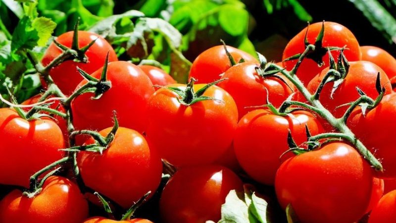 El tomate