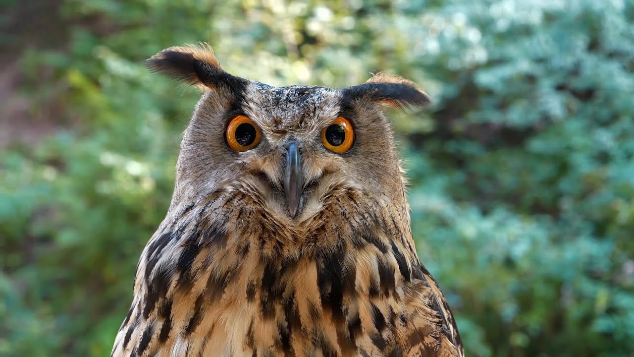 Los animales más amenazados del mundo