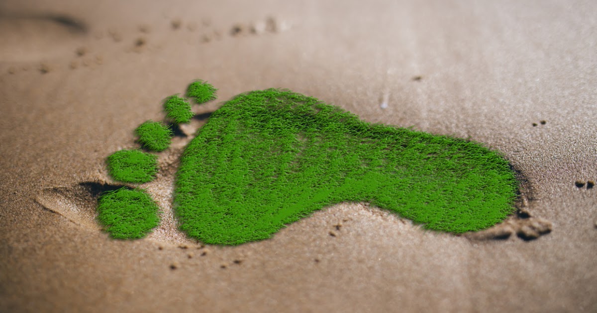 Huella ecológica: cómo podemos reducirla en 10 simples actos