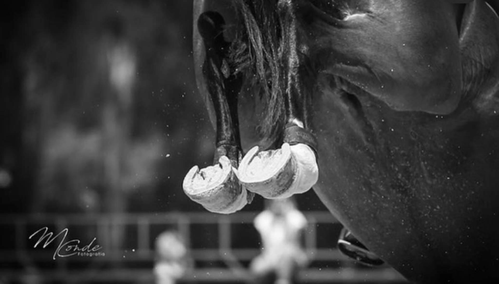 La Copa de la Comunidad de Madrid de salto de obstáculos se celebrará durante el 28, 29 y 30 de abril