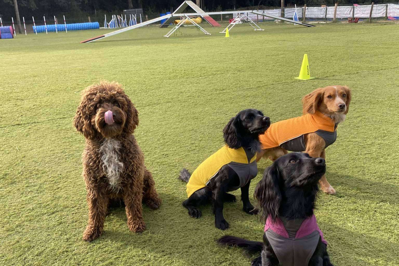 Nuevo curso de educación canina los sábados a partir del 11 de marzo, de la mano de l’Almozara Can Bosc