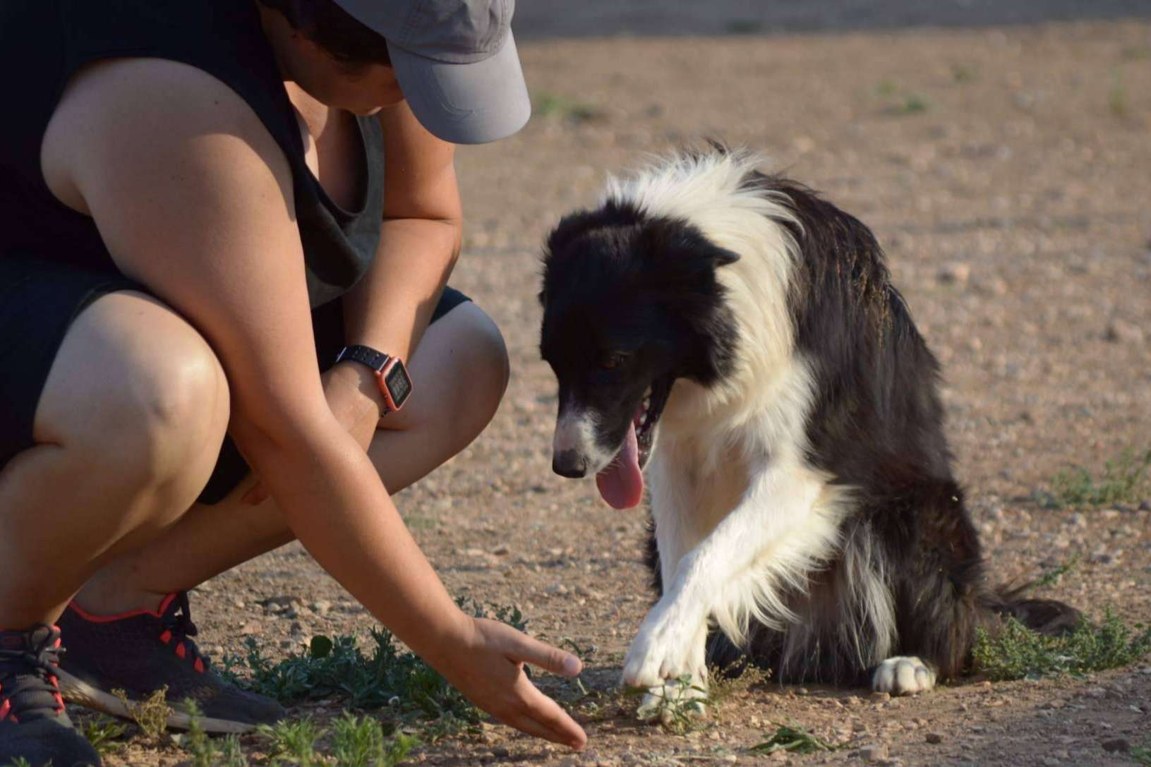 Conocer las diferencias entre un perro de compañía, de apoyo emocional y de asistencia, por la Asociación Española de Perros de Apoyo