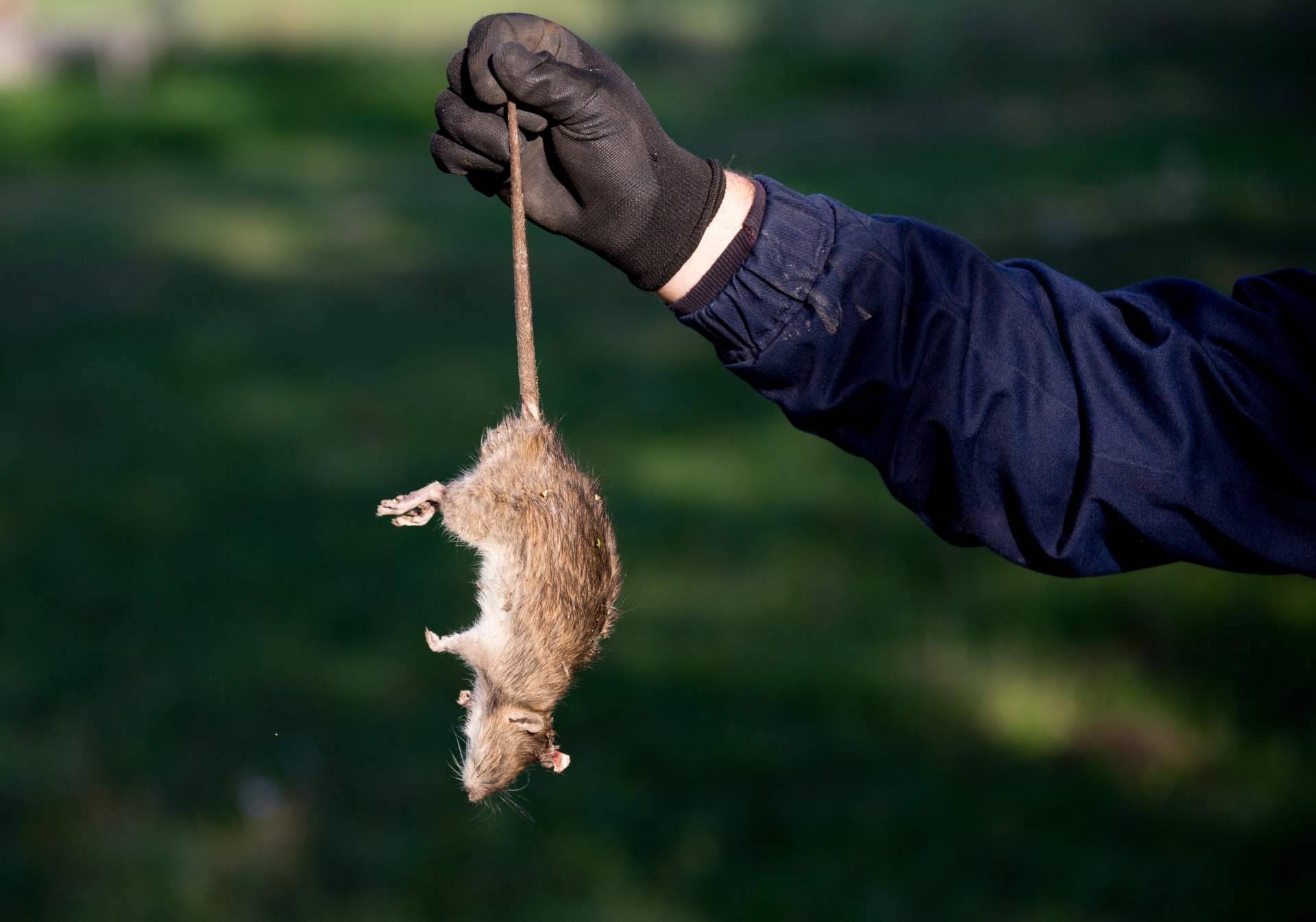Las alternativas dentro de las trampas para ratas para un hogar