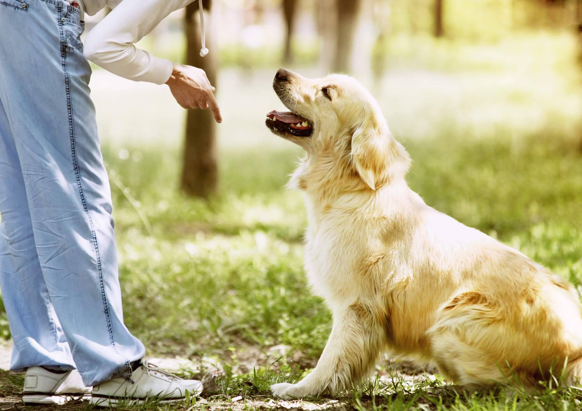 Formarse en cursos para ser adiestrador canino con Adican en Madrid