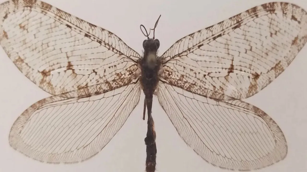 Un insecto gigante que vivió en la época de los dinosaurios es hallado en EE. UU.