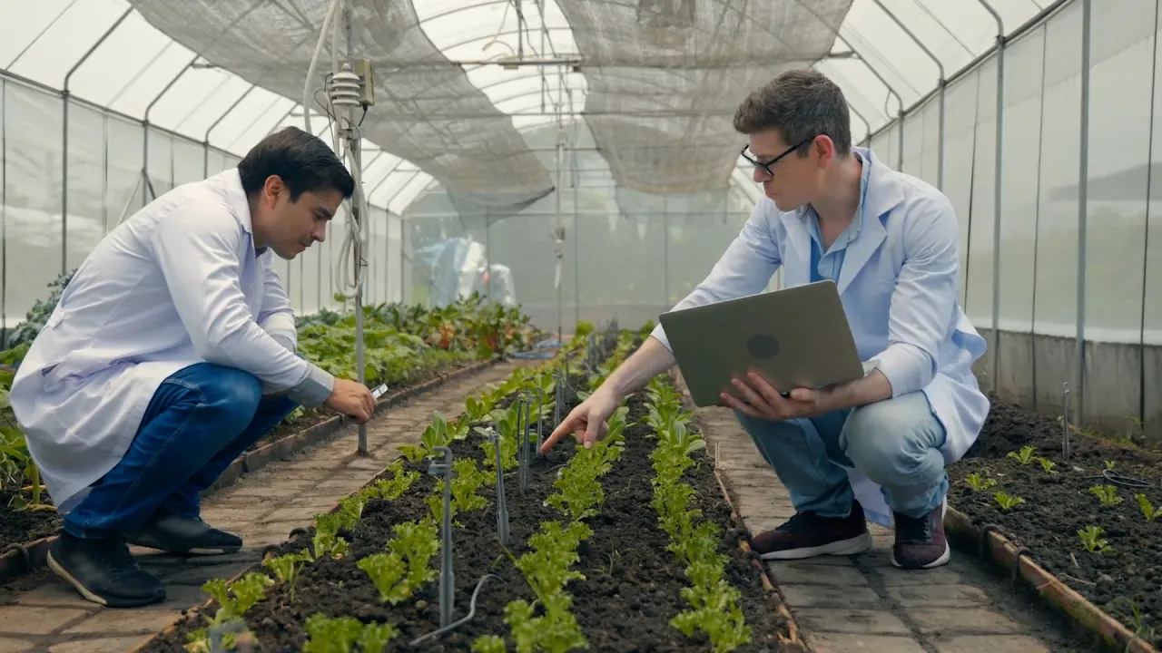 Los alimentos transgénicos, ¿qué son?