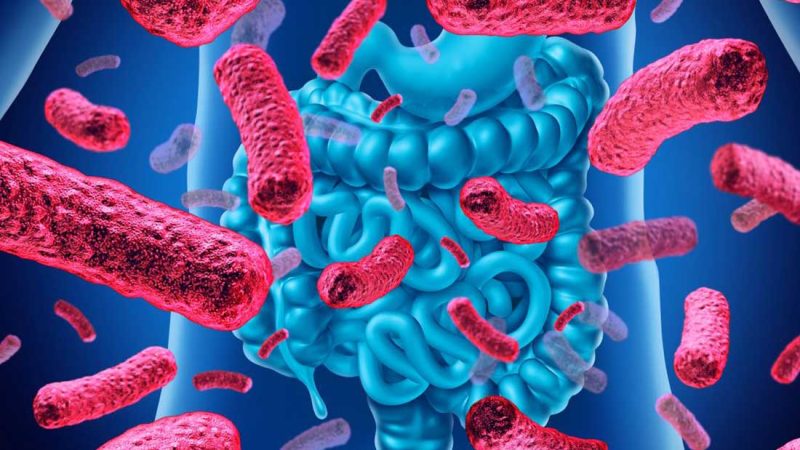 microbiota intestinal 3 Merca2.es