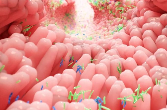 microbiota intestinal 5 Merca2.es