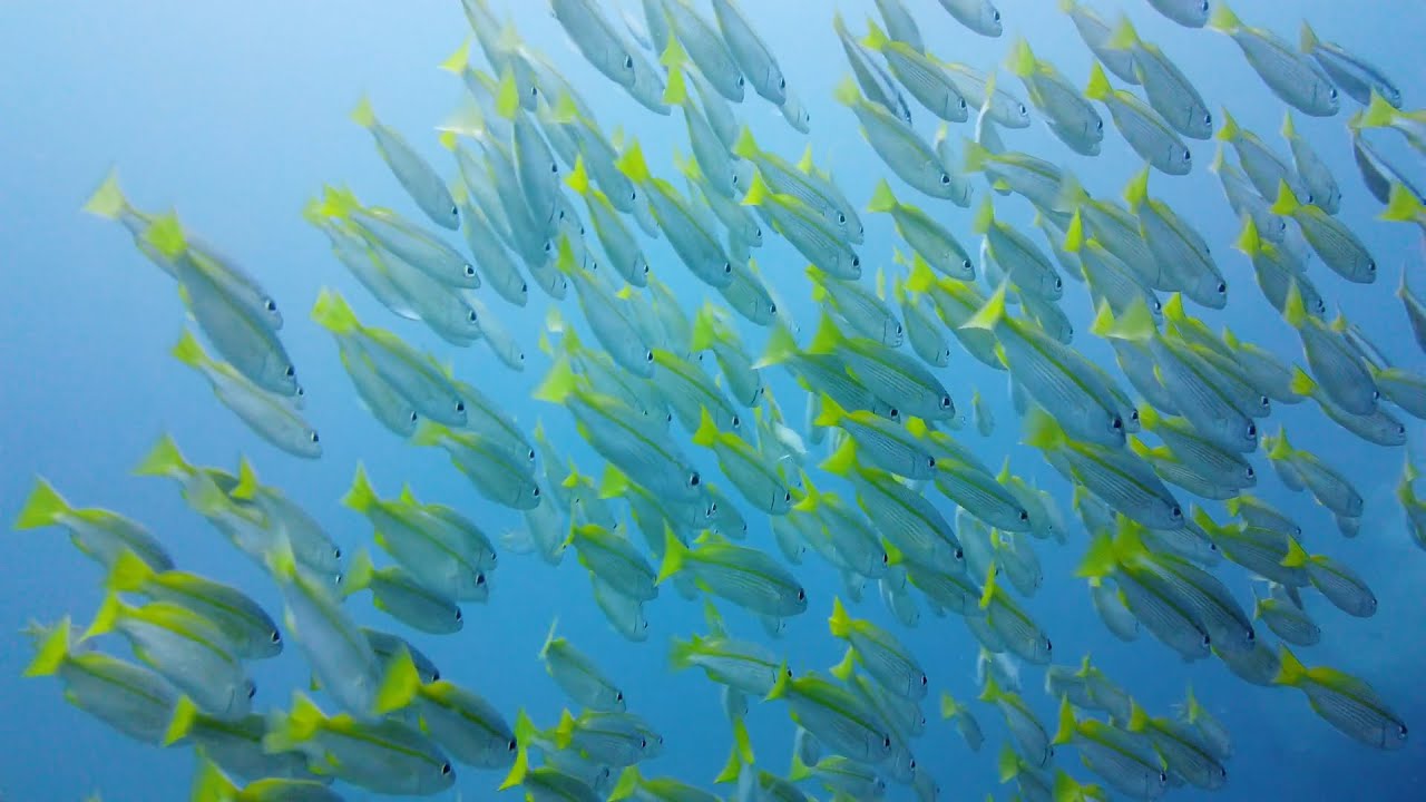 Peces que pueden respirar fuera del agua