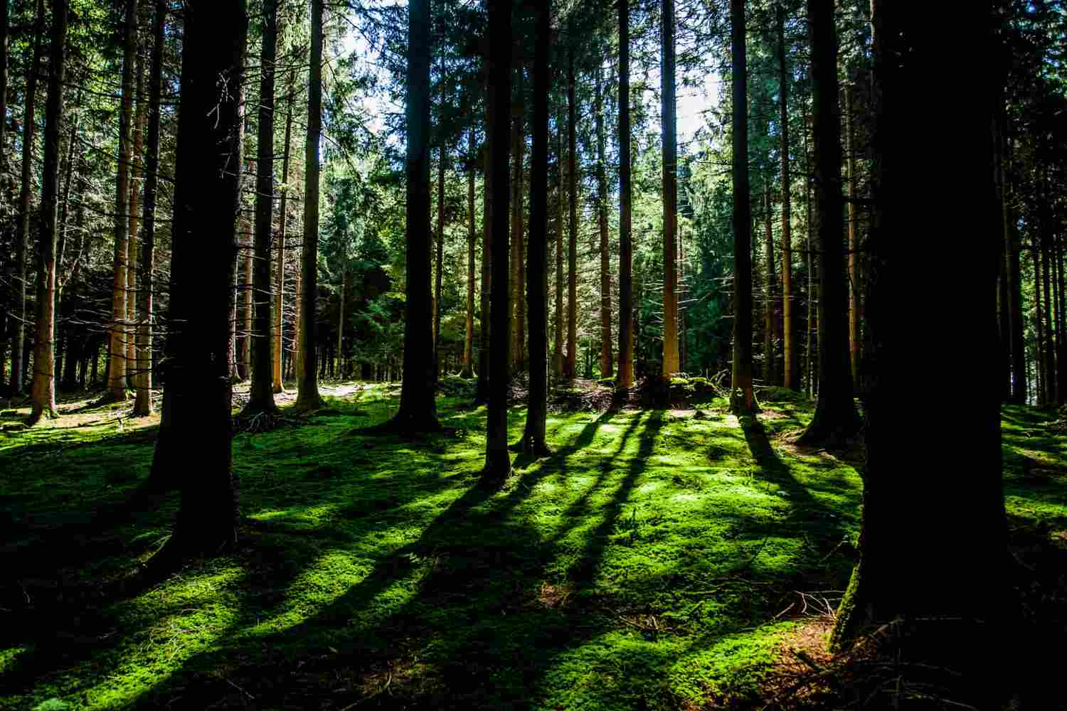 Las leyes para la protección de los bosques