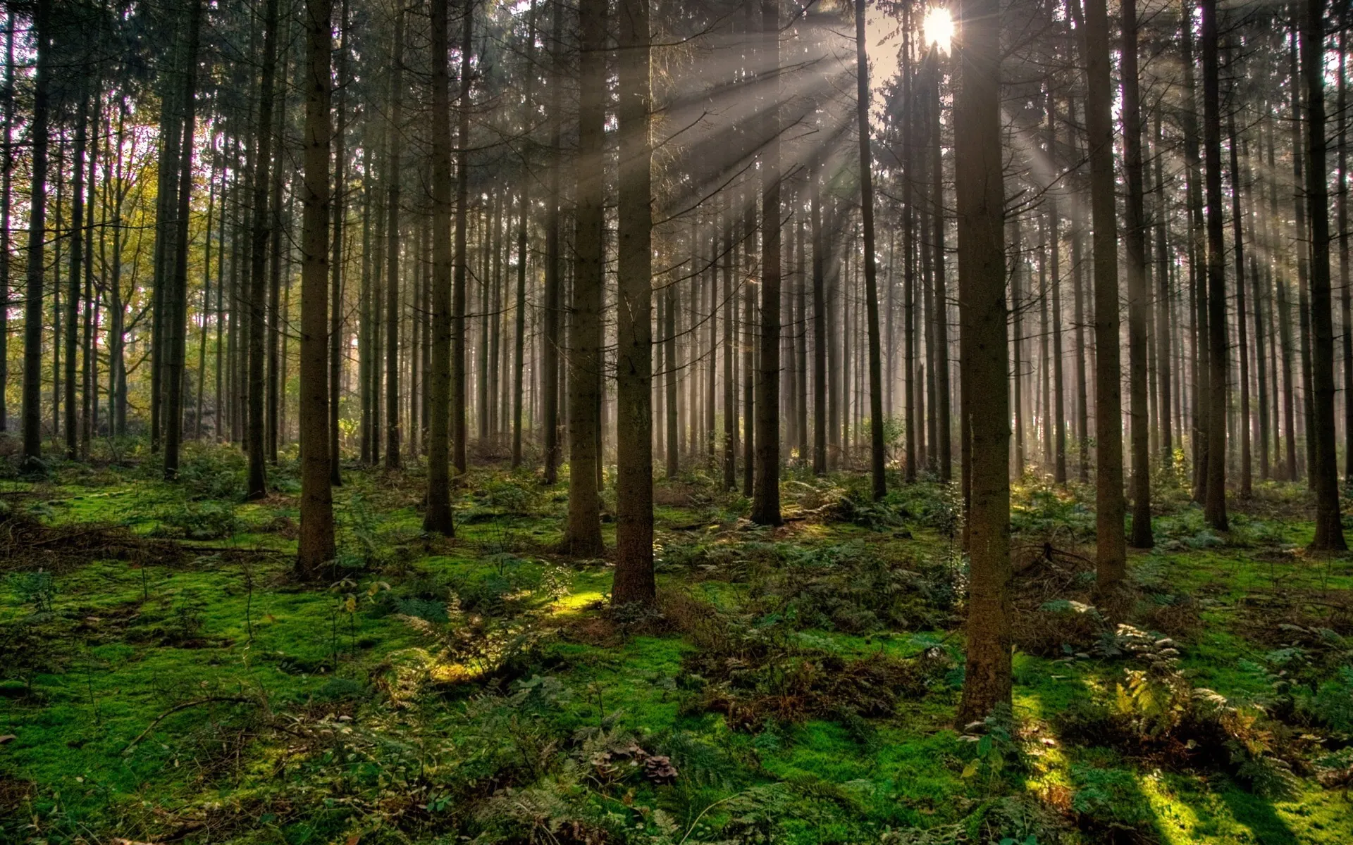 Los esfuerzos para proteger los bosques en España