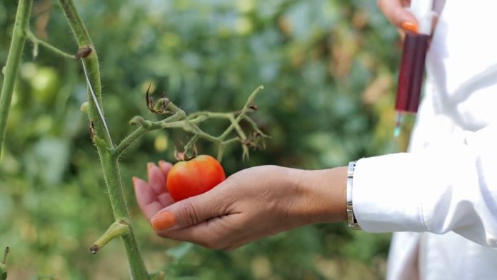 tomates