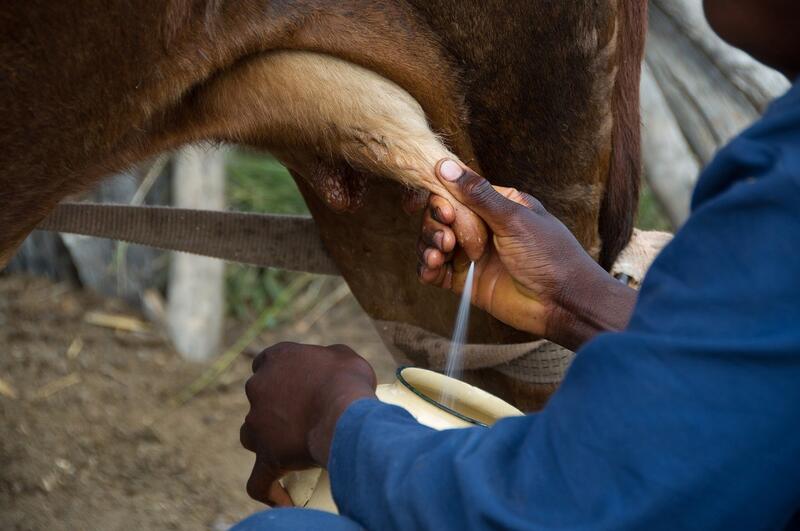 Unión de Uniones denuncia que la industria está bajando los precios a la leche sin cubrir costes de producción