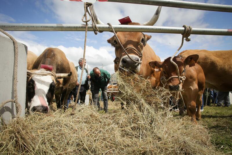 El Gobierno contribuye con más de 170.000 euros a seis organismos agrícolas, ganaderos y pesqueros