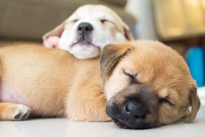 Cachorros descansando Merca2.es