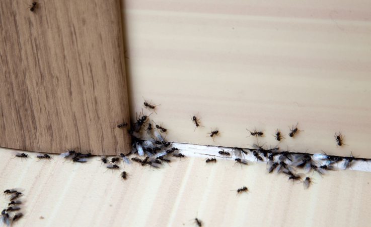 Hormigas en casa
