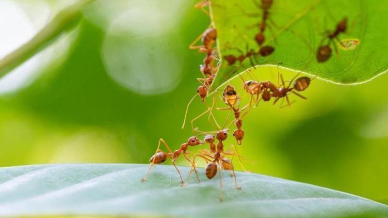 Conocido por la predicción del tiempo con una técnica ancestral