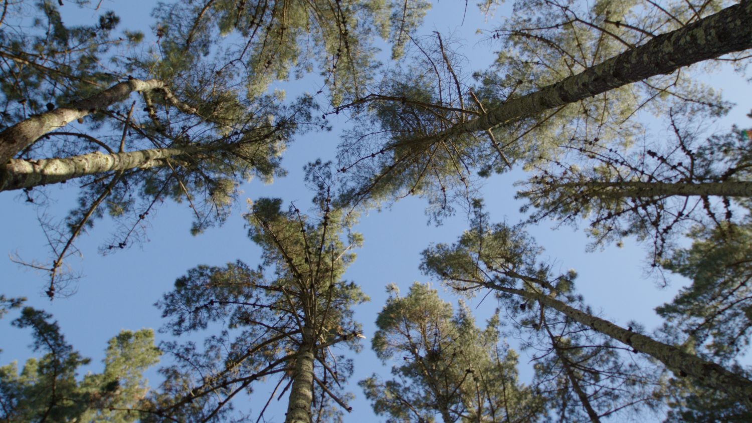 Naturgy culmina la plantación de su primer bosque en su lucha contra el cambio climático
