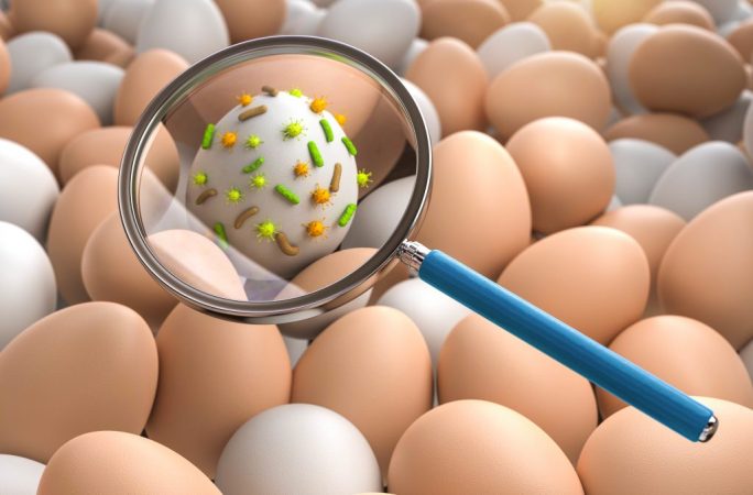 Salmonella en huevos