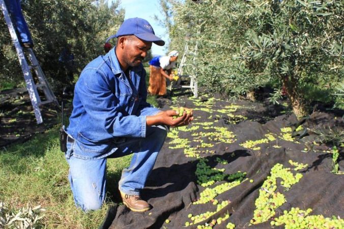 ¿Por qué se creó el premio a los mejores aceites de oliva virgen extra?