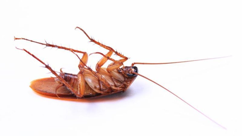 El truco casero para deshacerte de estos bichos