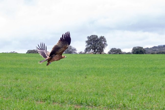¿Quieres mejorar tu salud mental? Con estos trucos lo conseguirás en poco tiempo y notendrás que volver al psicólogo 6 Merca2.es Naturgy avifauna