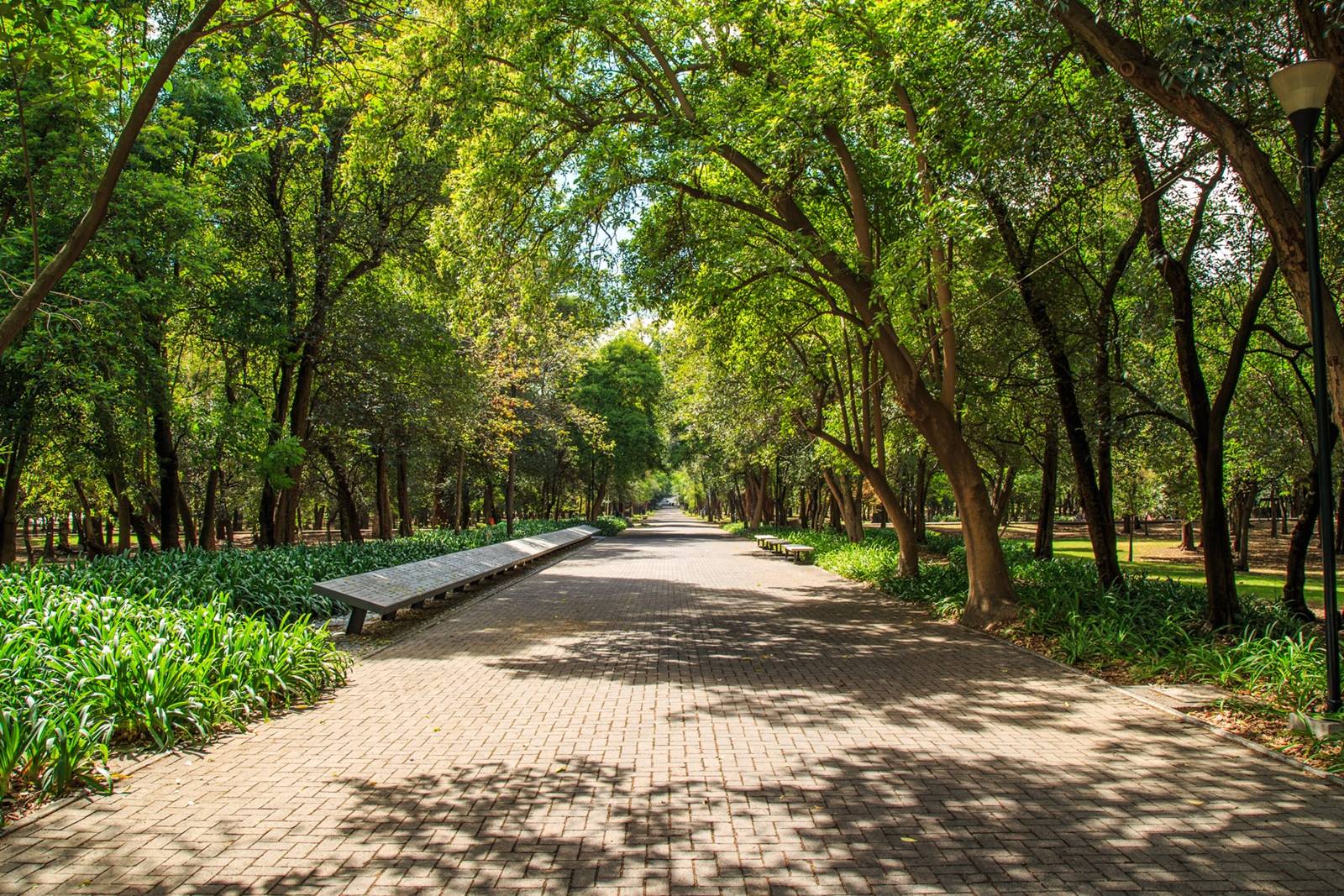 ¿Qué son los bosques urbanos?