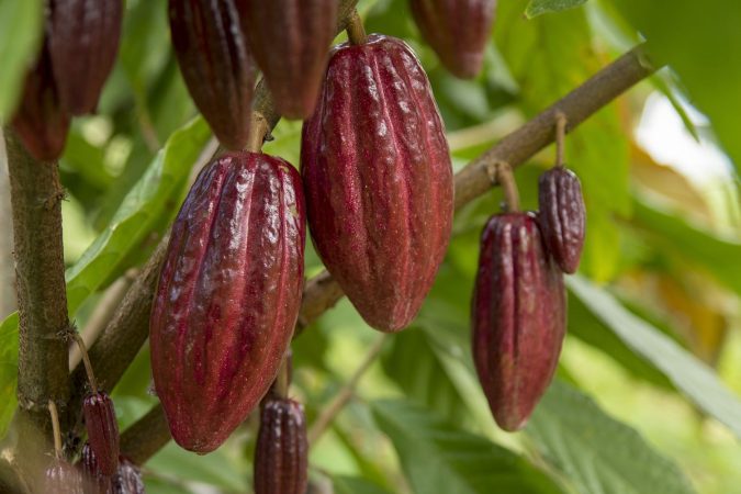 cacao Merca2.es