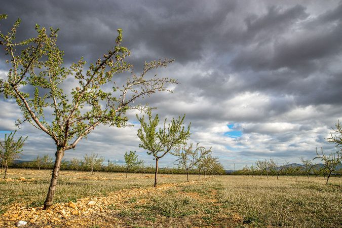 campo seco Merca2.es
