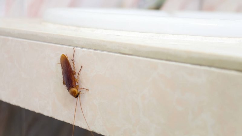 cucaracha Merca2.es