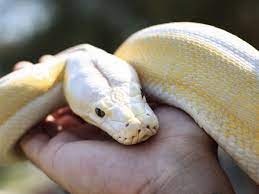 ¡Pánico en Ferrol!, se escapa una boa constrictor de un piso