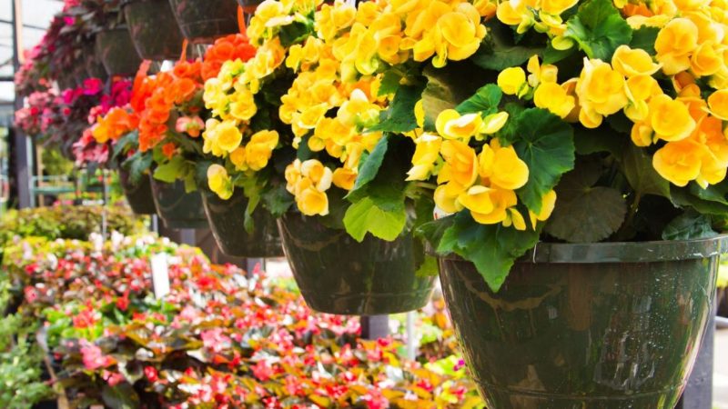 La begonia