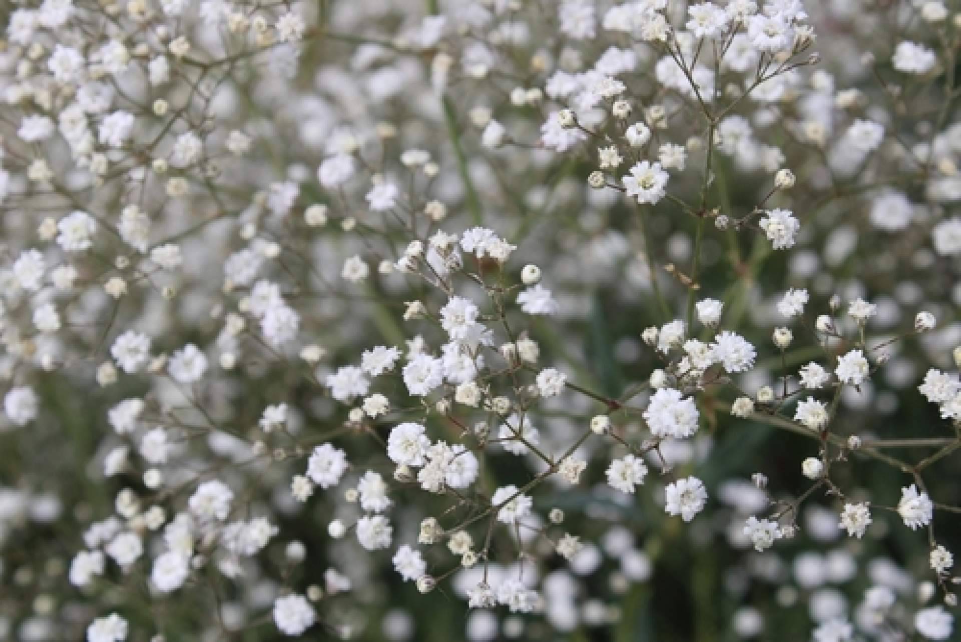 Paniculata blanca y de colores, teñidas por los profesionales de Rosistirem