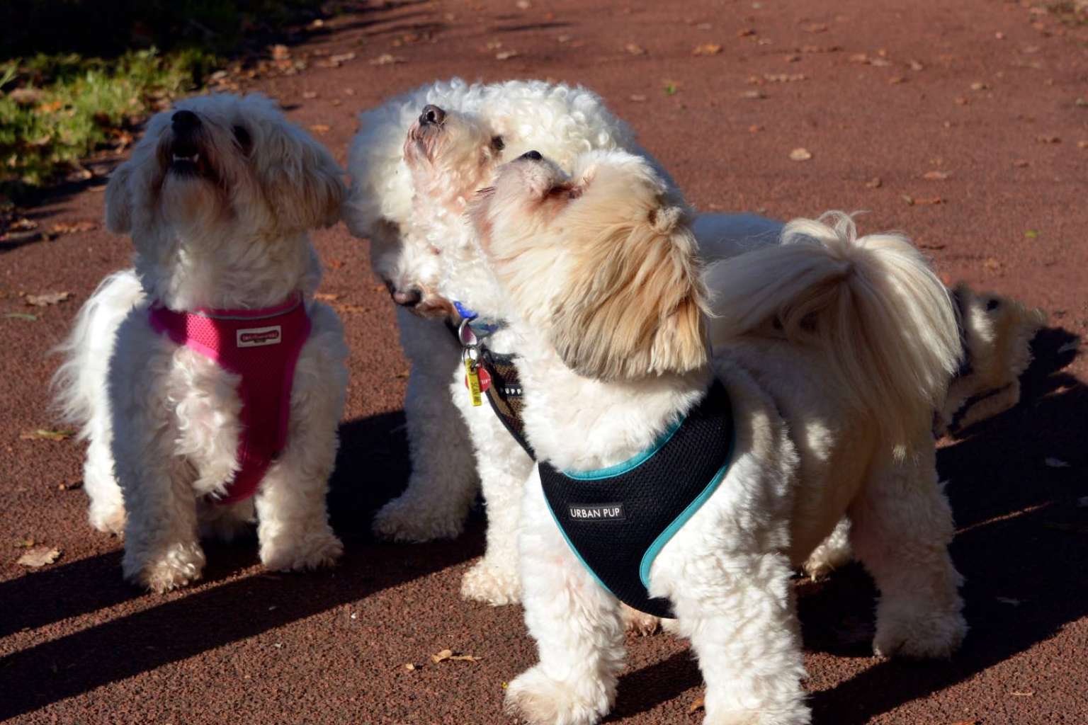El proyecto especializado en encontrar criadores caninos fiables de perros de raza pequeña, Maltés Lovers