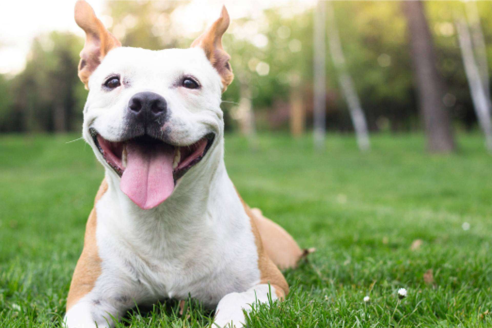 Aboganimal, abogados animalistas especializados en el maltrato animal