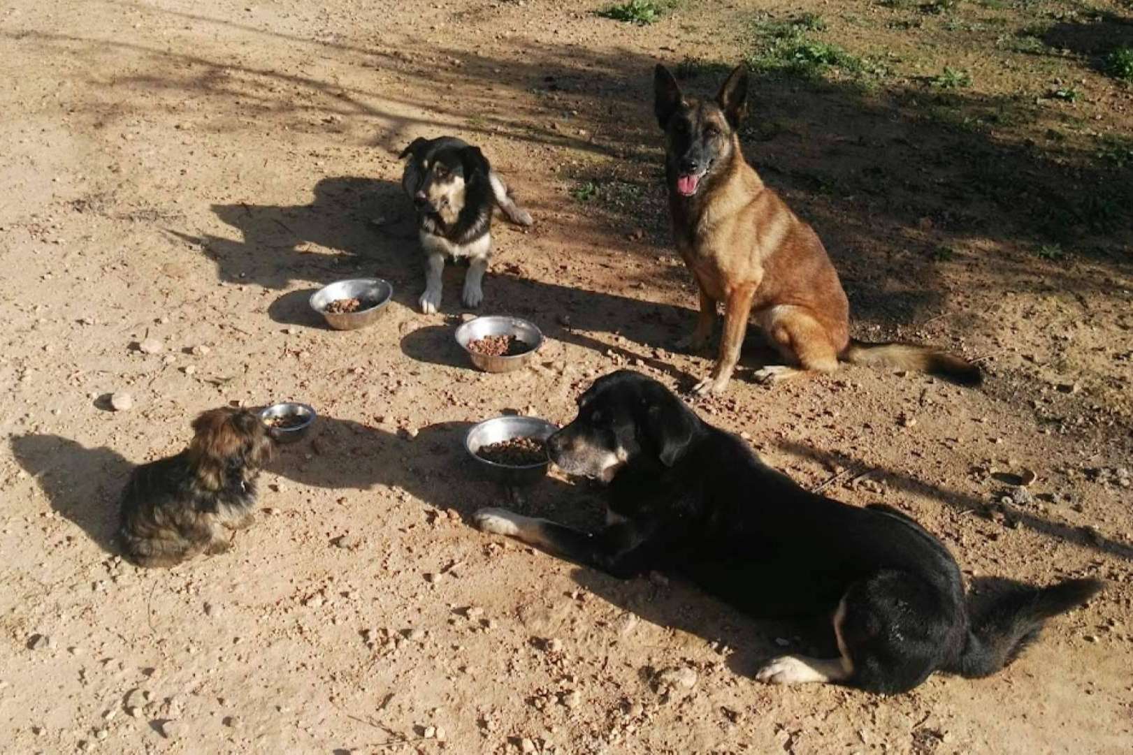 La importancia de cuidar la alimentación para los perros