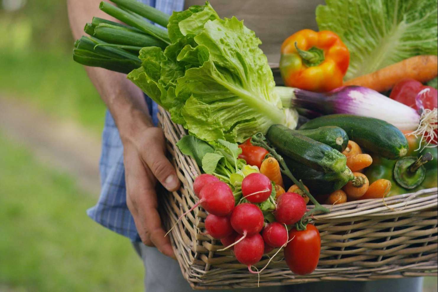 Disminución del consumo de alimentos ecológicos con la plataforma mentta