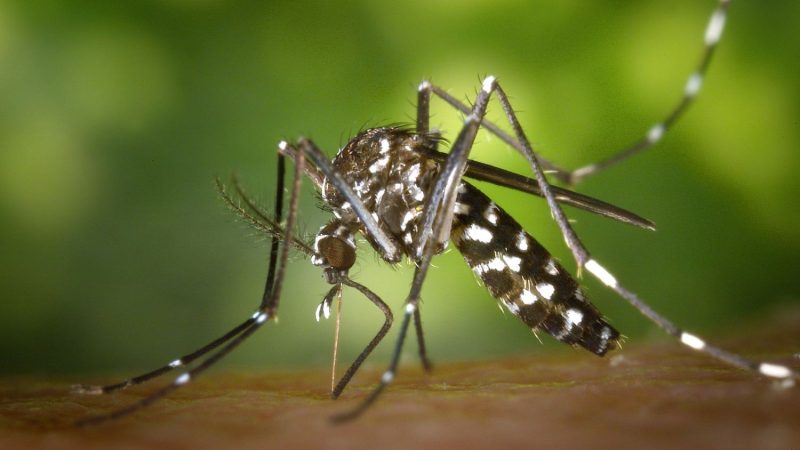 mosquito Merca2.es